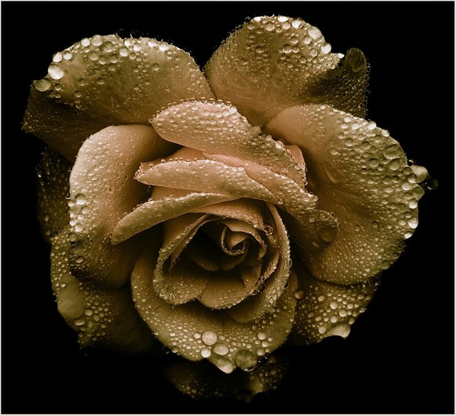 golden rose.jpg