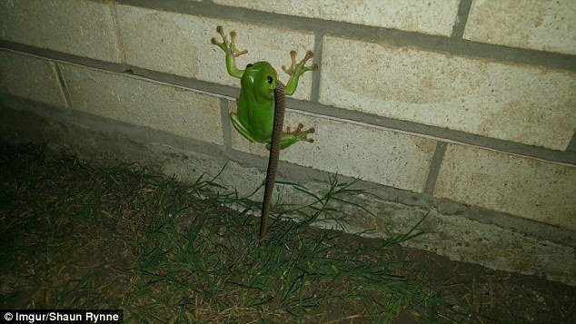 Woman Shocked as She Films Tree Frog Eating Snake Head-first.jpg