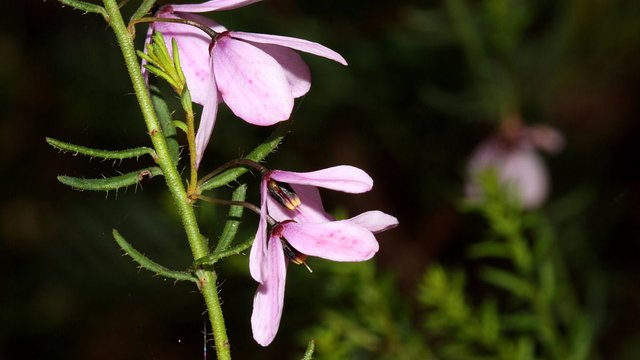 Tetratheca pilosa n2 Hairy Pinkbells HSOCA Latrobe Tas 2017-10-26.jpg