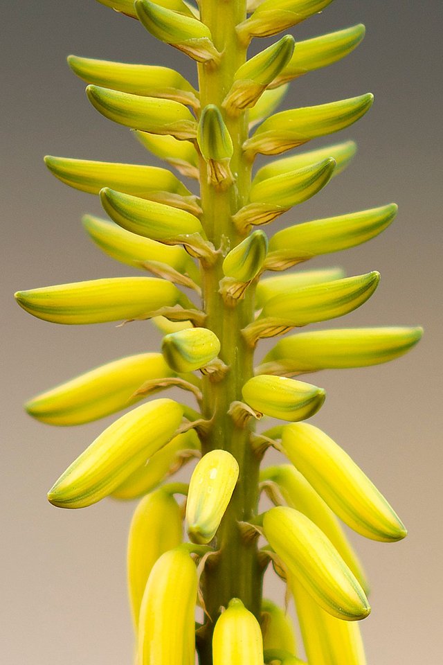 Flower yellow crop.jpg