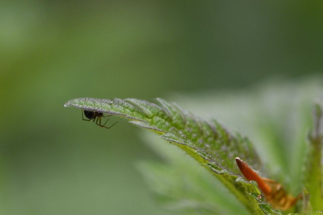 118128854201 - amongst the nettles one spider hides in the shade_1.jpg