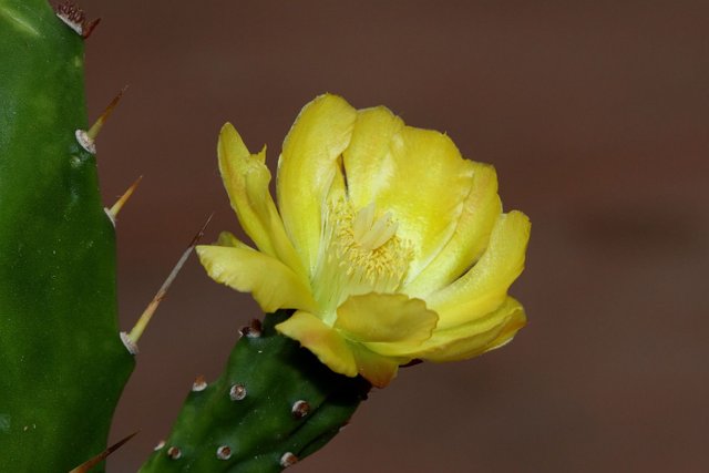 Plant 185 Opuntia sp Type B 2018-04-10.jpg