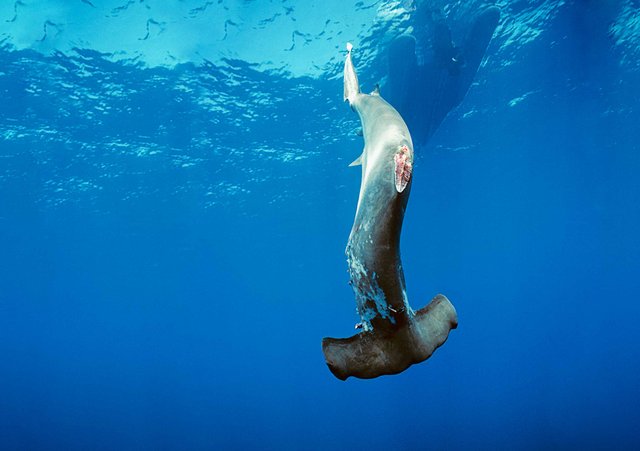Shark culling and shark finning — Steemit
