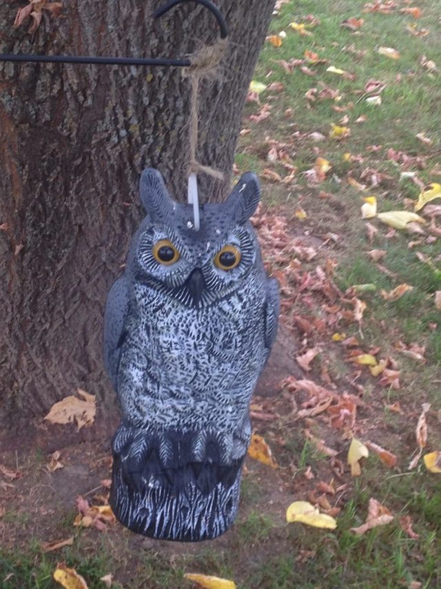 Sept 27 Owl.jpg