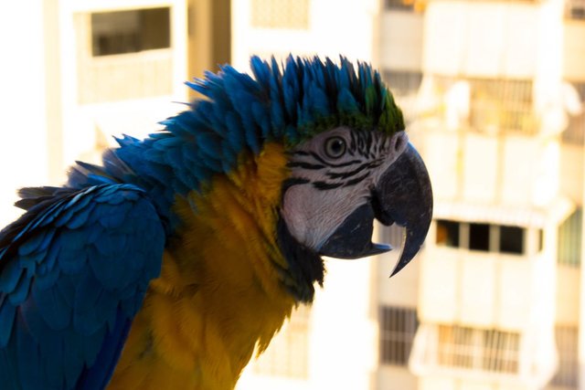 Macaw6