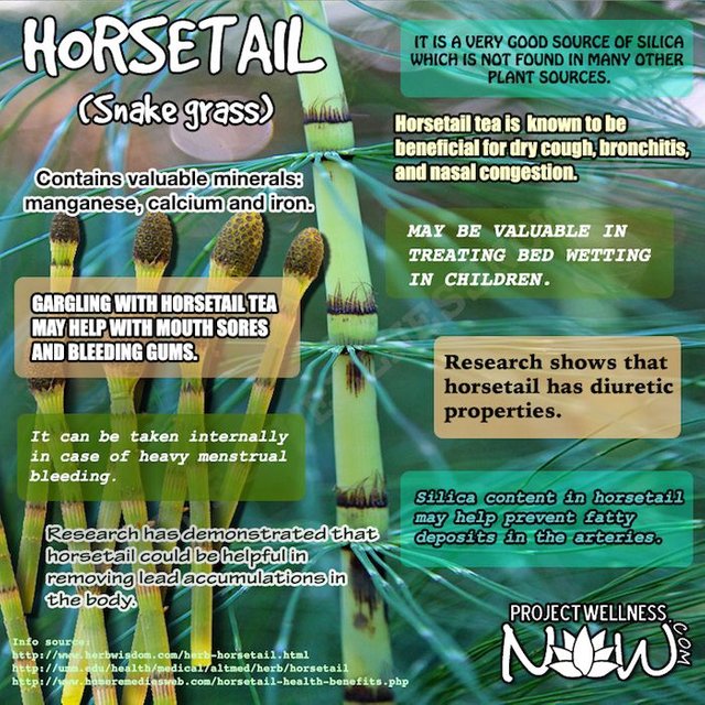 Horsetail: Benefits, Uses, and Side Effects