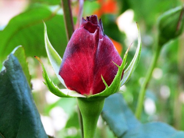 red rose bud.JPG