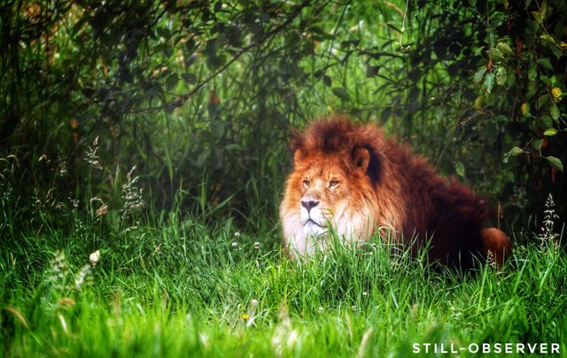 zoo lion relaxing.jpg