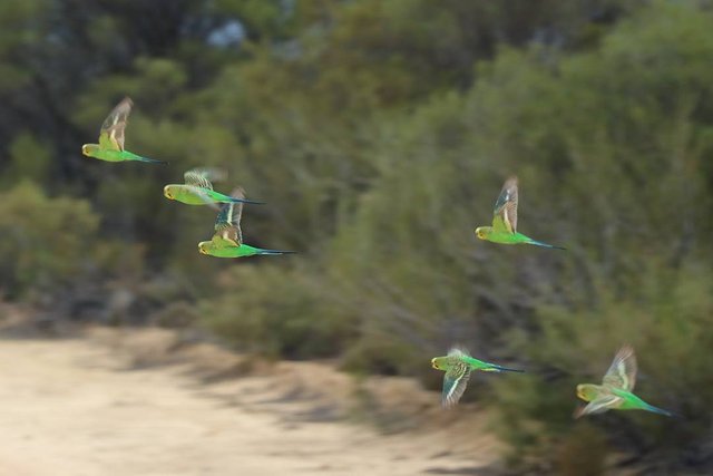 Budgerigars 3.jpg