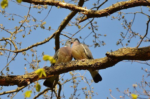 pigeons-50005__340.jpg