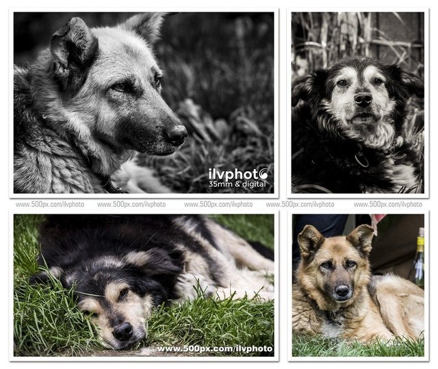 dogs-collage-1-ilvphoto-30.09.17-1024.jpg