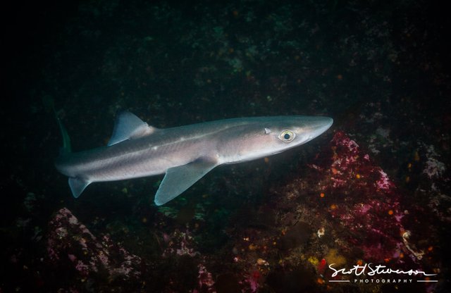 Pacific Spiny Dogfish-5.jpg