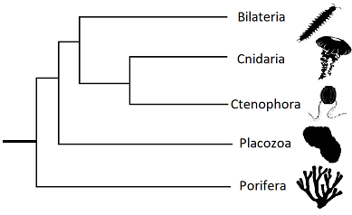 Porifera sister.png