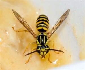 Yellow Jacket 1.jpg