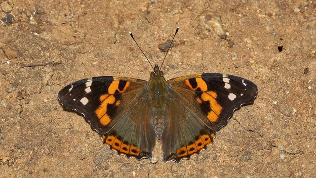 Vanessa_indica-Silent_Valley-2016-08-14-002.jpg