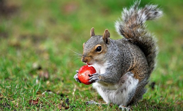 Squirrel-eating-a-strawberry.jpg
