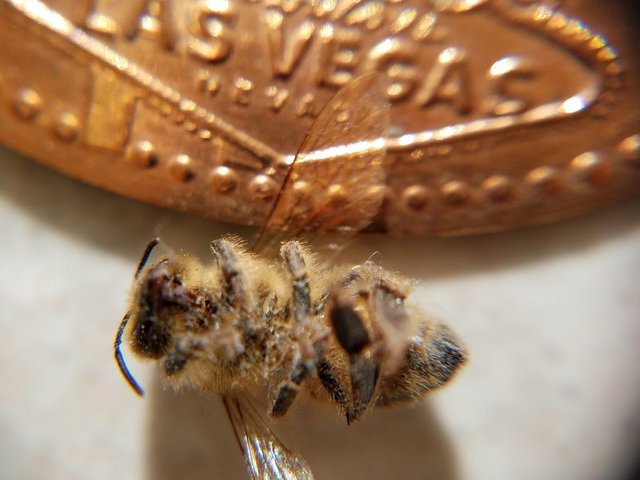 steemit-enternamehere-bee-macro-souvenir-penny-size-comparison.jpg