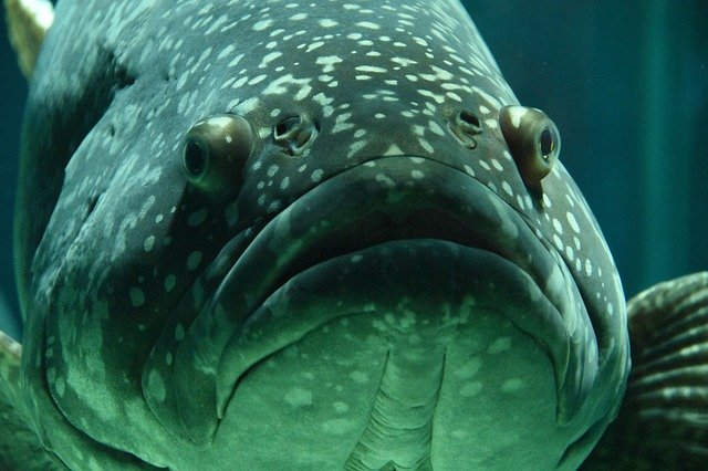 Grouper.Luckrate.jpg