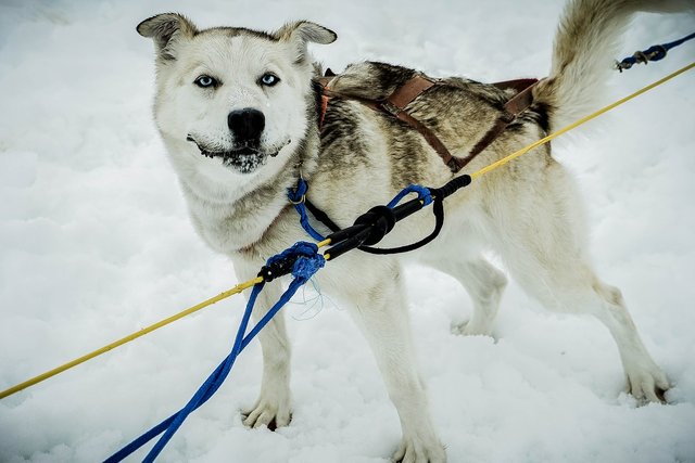 sled-dog-363741_1280.jpg