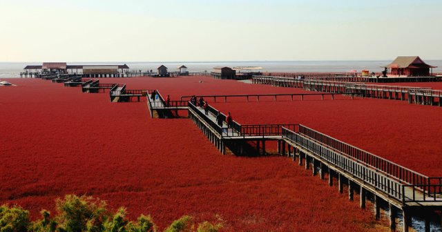 Panjin-Red-Beach-Wallpapers.jpg