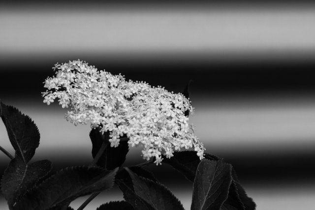 Elderflower-1.jpg