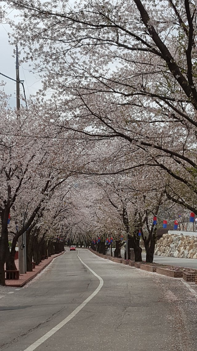 상천휴게소 벚꽃.jpg