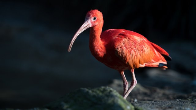 scarlet ibis 1920x1080.jpg
