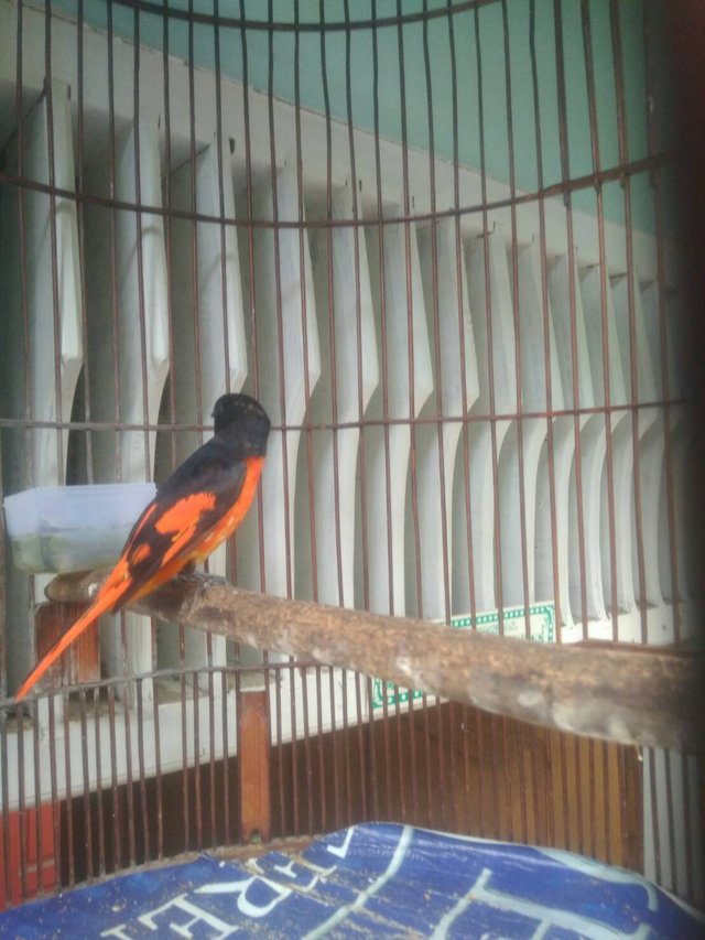 Mantenan Sepah Gunung Sunda Minivet Bird Pericrocotus Miniatus