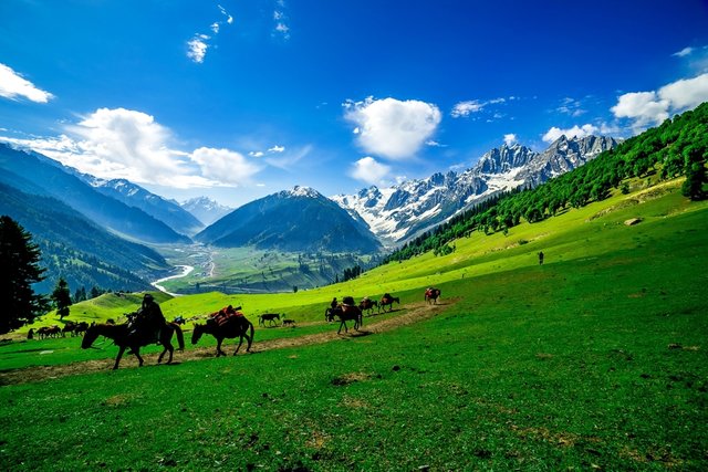 meadows-kashmir.jpg