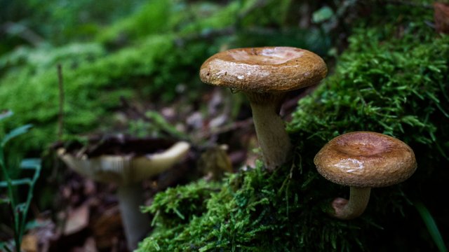 Mushrooms_124.jpg