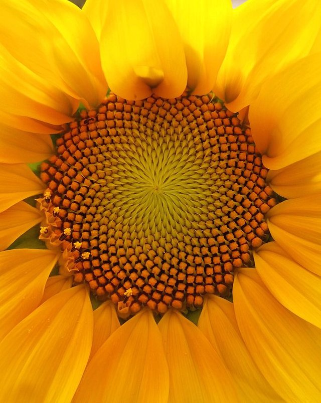 Sunflower1.jpg