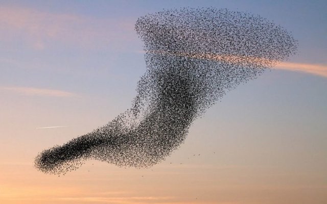 wallpaper-of-a-flock-of-flying-birds-hd-bird-wallpapers-1024x640-862x539.jpg