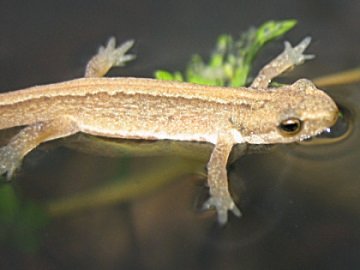 swimmingnewt.jpg