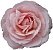 Rose Pink H50R.jpg