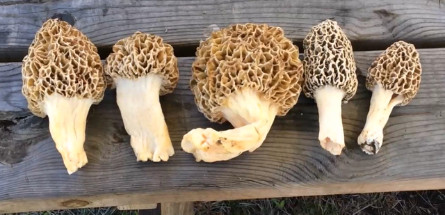 Large Morels.png