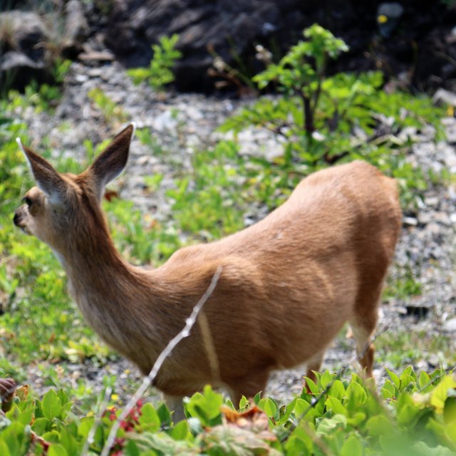 ucluelet.jpg