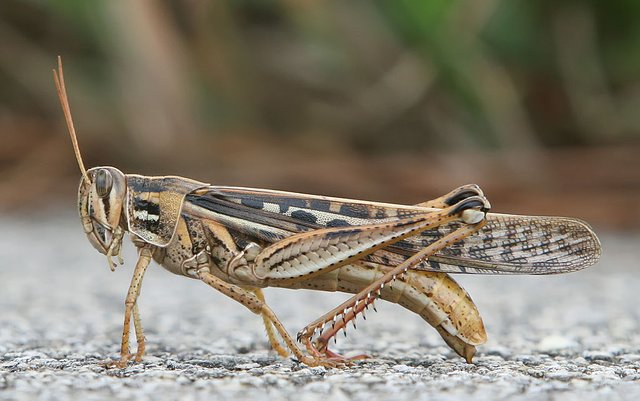 1024px-American_Bird_Grasshopper.jpg