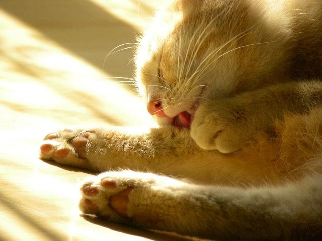 cat-sunlight.jpg