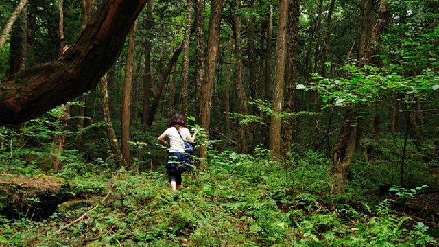 160112232027_japan_aokigahara_forest_624x351_juliancolton_nocredit.jpg