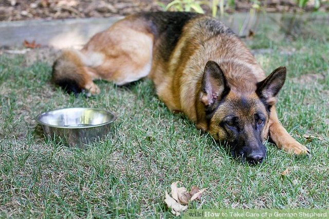 aid501451-v4-728px-Take-Care-of-a-German-Shepherd-Step-2.jpg