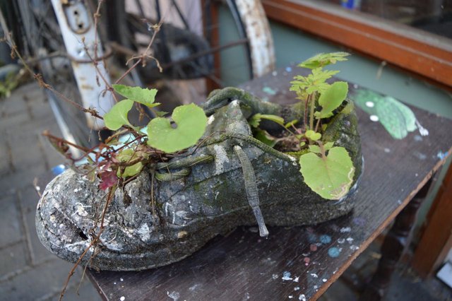 96695092501 - old shoe plant pot in the artists garden.jpg