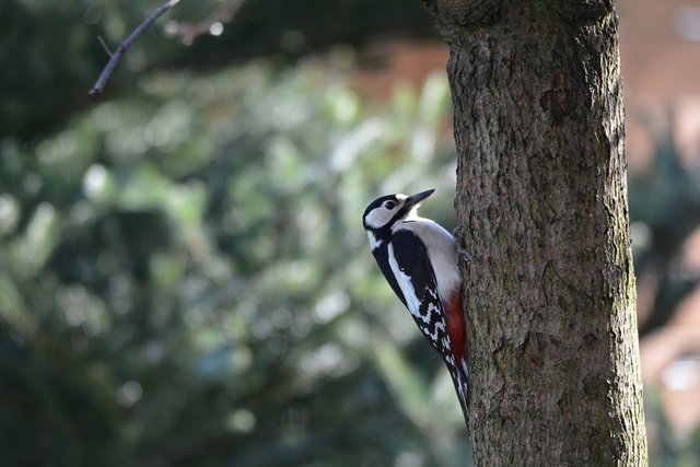 great-spotted-woodpecker-2966578_960_720.jpg