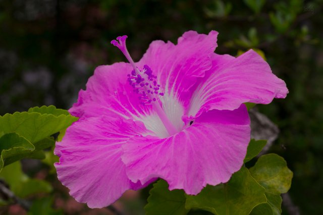 plastic-flower-purple.jpg