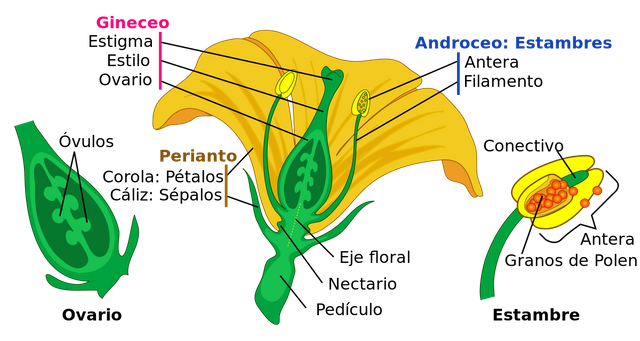 1200px-Mature_flower_diagram-es.svg.png