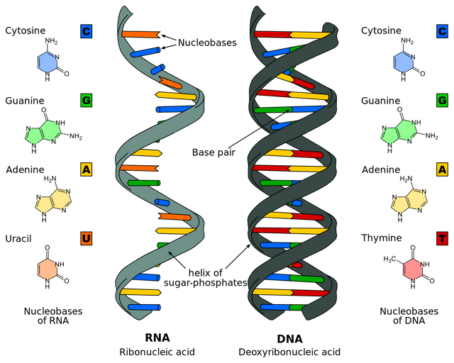 dna.png