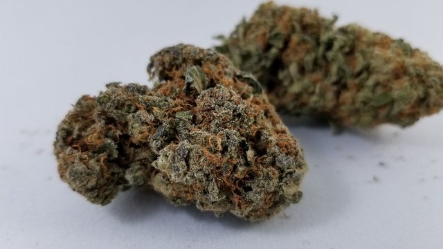 black-indica.jpg