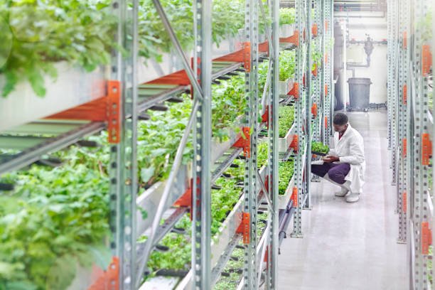 urban-hydroponics-farm-with-worker-inspecting-salad-picture-id638619984.jpg