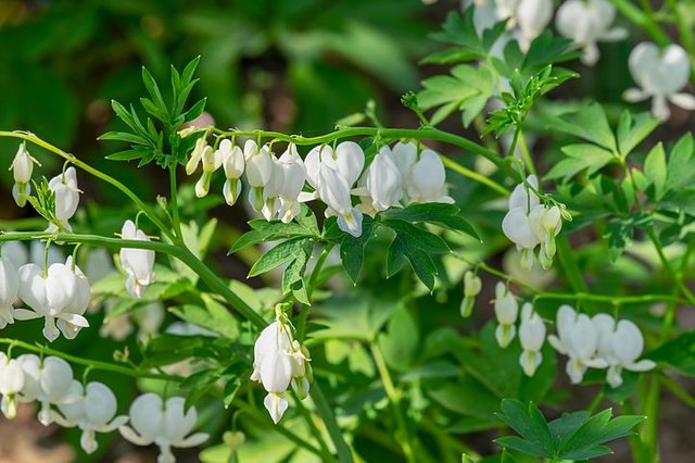 bleeding-heart-3352441__480.jpg