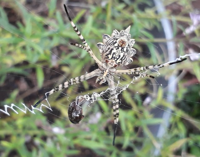 garden orb ventral.jpg