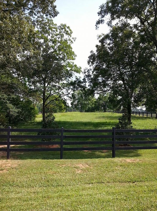 green grass and trees  mcdonough.jpg